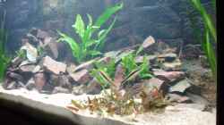 Aquarium Aquestor