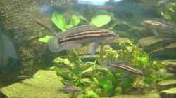 Julidochromis dickfeldi