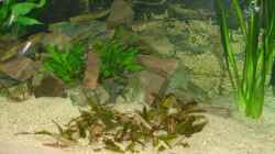Aquarium Aquestor