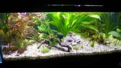 Aquarium Becken 12896