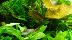 Besatz im Aquarium Gardeners pleasure