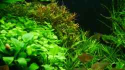 Besatz im Aquarium Gardeners pleasure