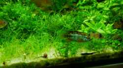 Besatz im Aquarium Gardeners pleasure