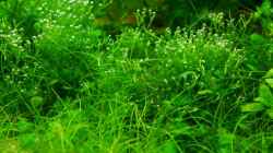 Riccia fluitans 