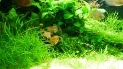 Corydoras panda