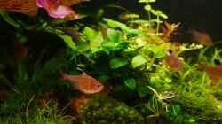 Anubias barteri
