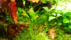 Echinodorus grisebachii ´Tropica´