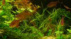 Juncus repens