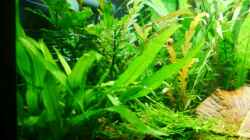 u.a. Bolbitis heudelotii