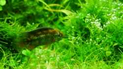 Besatz im Aquarium Gardeners pleasure