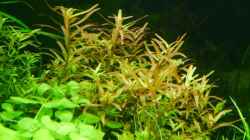 Rotala rotundifolia