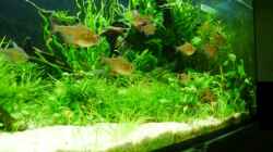 Besatz im Aquarium Gardeners pleasure