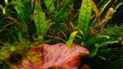 Hygrophilla pinnatifida