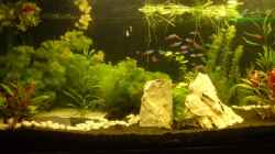 Aquarium Becken 12996