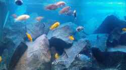 Aquarium Becken 13044