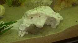 Dekoration im Aquarium Becken 13057