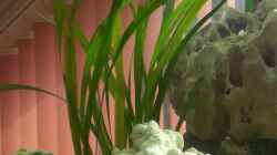 Pflanzen im Aquarium Becken 13057