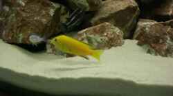 Labidochromis caeruleus ´Yellow´