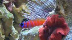 Besatz im Aquarium Becken 13135