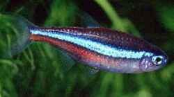 Blauer Neon