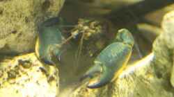 Cherax Hoa Creek