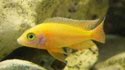 Aulonocara Rubin Red