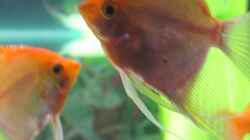 Besatz im Aquarium Becken 13278