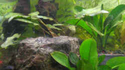 Linke Seite des Aquariums - mit Terrasse