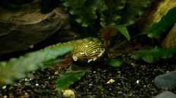 Neritina natalensis