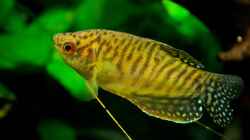 Trichogaster trichopterus var gold