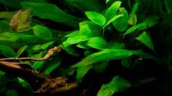 Anubias barteri var. barteri & Echinodorus bleherae