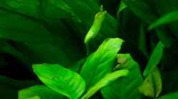 Anubias barteri var. barteri (verwelkt)