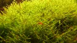 Besatz im Aquarium Mein Traumbecken