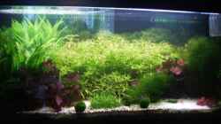 Aquarium Mein Traumbecken