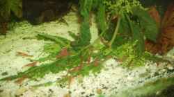 Besatz im Aquarium Mein Traumbecken