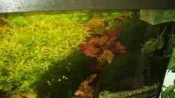 Pflanzen im Aquarium Mein Traumbecken