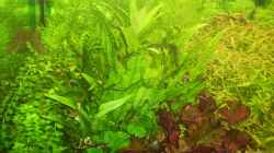 Pflanzen im Aquarium Mein Traumbecken