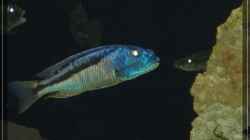 Aristochromis christyi