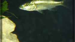 Dimidiochromis compressiceps