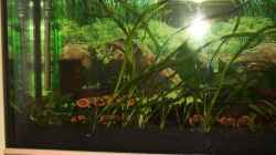 Aquarium Amazonas