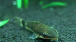 Otocinclus macrospilus (Otocinclus / Ohrgitterharnischwels)