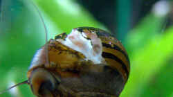 Rennschnecke mit Gehäuseschäden :/
