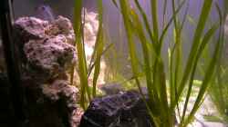 Aquarium Becken 13498