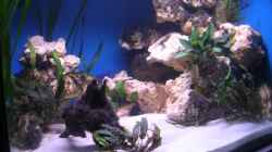 Aquarium 480l Malawiaquarium