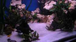 Pflanzen im Aquarium 480l Malawiaquarium