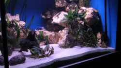 Dekoration im Aquarium 480l Malawiaquarium