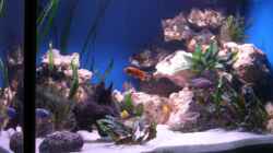 Aquarium 480l Malawiaquarium