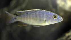 Scianuchromis ahli Jungfisch