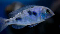 Besatz im Aquarium Becken 13672