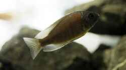 Copadichromis borleyi 